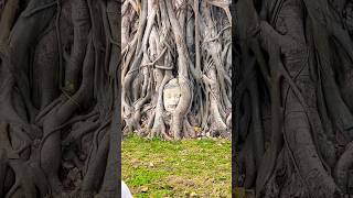 Thailand Teavel 🇹🇭🇹🇭 #fyp #thailand #4ktravelvideo