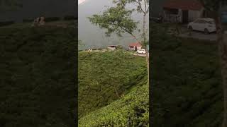 Mirik Tea Garden. Darjeeling