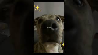 I know she’s a pitbull terrier and all BUT SHES SCARED OF HER OWN REFLECTION BRO #uforeal? #likebru