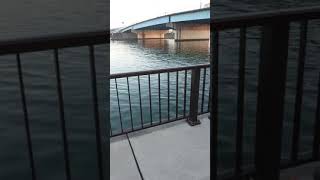 旧江戸川今井橋の地元アングラーさんです‼️ #シーバス #シーバスフィッシング #シーバス釣り #釣り #釣り動画 #旧江戸川 #今井橋 #感謝