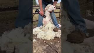 The Most Satisfying Sheep Shearing #funnyanimals #animalcomedy #desertadventures#shortswtf#animals