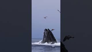 Ocean creatures - Life can change anytime