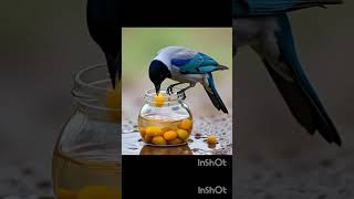 Smart Pigeon Story#PigeonStory #15SecStory#AnimalShorts #AIStory#StoryTime #LifeLesson #ViralVideo