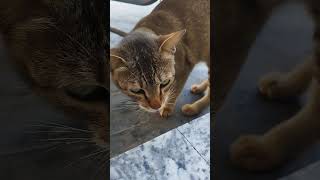 🤣😁🐈 | #cat #shorts #funny #youtubeshorts