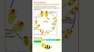 IELTS SIMON- IELTS Writing Task 1 Band 9 Sample- Process #ieltswritingtask1 #ieltsband9
