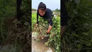 Framing the Harvest Season | #HarvestSeason #Agriculture #Harvest #YouTubeShorts