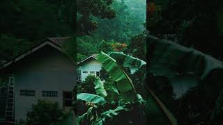 Tree House Stay and Rain is Always Wonderful! #kerala #rain #nature #keralatourism