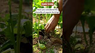Growing Food Naturally 🌍🍃🥕🌾 #sustainablegrowth