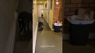 Zoomies 🤣🤣🤣 #funny #funnyanimal #funnyanimls #cat #funnypet