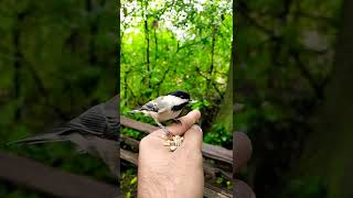 Amazing bird.😍 #shorts.
