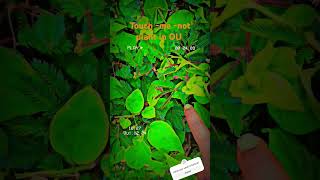 #touch-me -not plant in osmania university