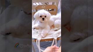 New look #pets #cute #cutedog