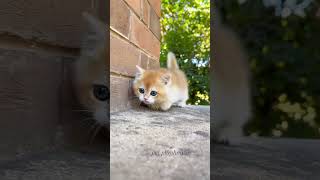 Cute kitten viral video shorts #cat #shorts #viralshort #cuteanimal #catlover #kitten #ytshortsindia