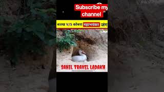 Duck vs King cobra fight|#short#viralvideo#ajgarsaap#cat#comedyvideo#funnyvideo#Animalsshort#duck
