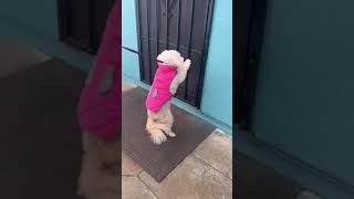 LOST DOG REUNITING WITH HER FAMILY😭