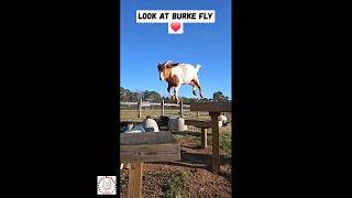 Watch our #rescuegoat fly through the air with #flyingears ❤️🐐 #bigjump #goatshavingfun #goats