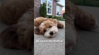 Not sleeping, just deep thoughts 💤 #dogoftheday #cutepuppy #puppylove #deepthoughts #sweetpuppy