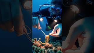 🐠 The Delicate Dance Between Life and Death in Coral Gardens Where Hope Still Breathes