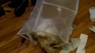 Pup in a basket