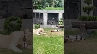 Lion kill the cat😱😭#lion #lionhub #shorts