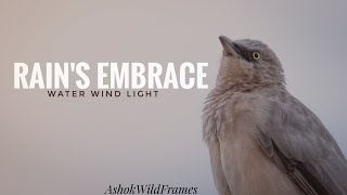 RAIN'S EMBRACE: Water, Wind, Light | AshokWildFrames