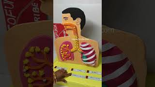 human lungs - respiratory working model led lights and balloons - science exhibition | howtofunda