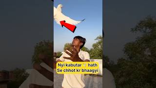 Nyi kabutara hath se choot kr bhaag gyi 😧🫣 #shorts #viral #trending #vlog