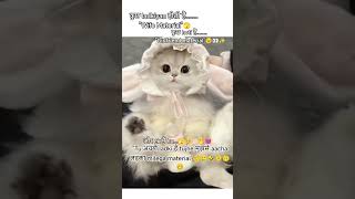 ❤️👀 Cute funny memes ✨💕#trending #cat #funnyshorts2025 #cutecouple #lovestatus2025