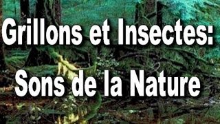 Grillons et Insectes: Bayou Bleue Sons de la Nature