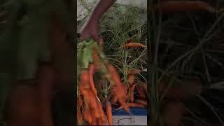 harvesting Carrots from my garden #short #farminginsouthafrica #farming #startgardening