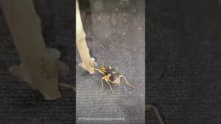 OUTDOOR FART BEETLE | AIR BEETLE