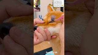 This Dog Got a Glam Makeover… And She Knows She’s Stunning 😌 #PetMakeover #shorts #viralshorts #dog