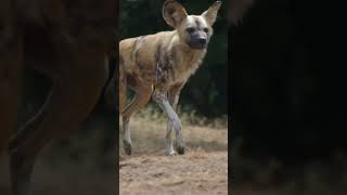 African Painted Dogs. I love wildlife filming as well as drones! Sony A7siii. Tamron 70-300mm