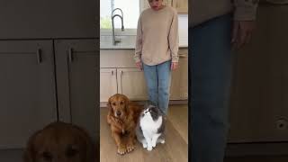 POV: The Cat Blamed You Again 💀🐾 #FunnyPets #ViralAnimals #DogReaction #CatDrama #miniviralz