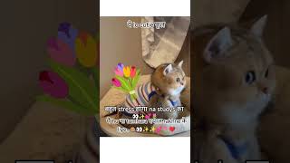 ❤️👀 Cute funny memes ✨💕#trending #cat #funnyshorts2025 #lovestatus2025
