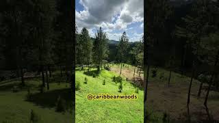 Caribbean Woods Bukidnon