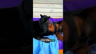 #animals #shortvideo #shorts
