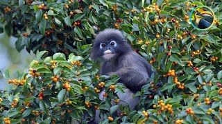 WONDERFUL Creatures of the RAINFOREST!