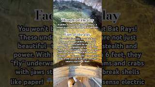 Prepare to have your mind blown! 🤯 Bat rays 😎. #batrays #rays #underwaterworld #shorts #ocean