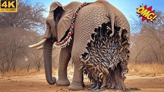 Animal Rescue Story: Saving a Poor Elephant Attacked by Millions of Bees | Wildlife Rescue