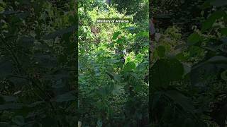 Mystery of Amazon #youtubeshorts #viral #shorts#amazingfacts #southnewmoviesinhindi