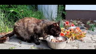 Cat Eating Cat Food