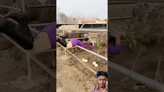 Ducking saves seriously injured cat🐥#duckrescue #cuteanimals  #animalrescue #animalshorts #animals