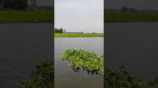#Banglavillage  #tastyocean #bangladrama #fishing