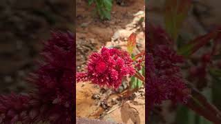 Untitled video