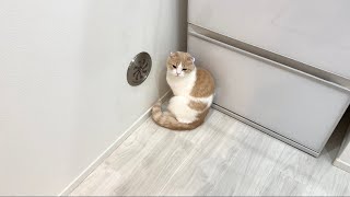 間違って猫の尻尾を踏んづけたら許してもらえずにこうなっちゃいました…