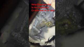 #mechanic#fyp#viralvideo#automobile