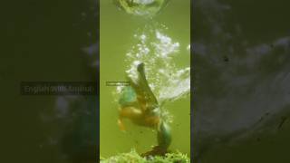 How Kind a Bird Can Be! | Heartwarming Animal Moment.#KindBird  #AnimalLove  #HeartTouching  #Bird