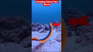 Why Humans Don’t Eat These Beautiful Colorful Fish #sea