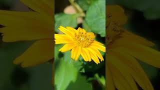 Simple Mobile macro photography 📲 #youtubeshorts #shorts